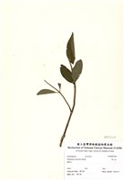 藏品(華八仙)的圖片